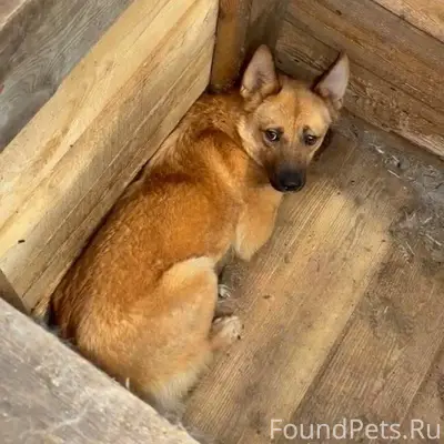 Пропала маленькая собачка, Красноуральск