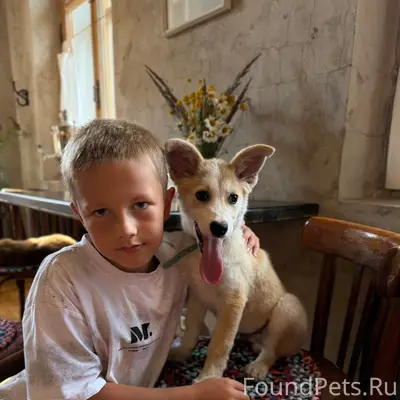 Пропал щенок, район ул. Возраждения, парк Рождественский