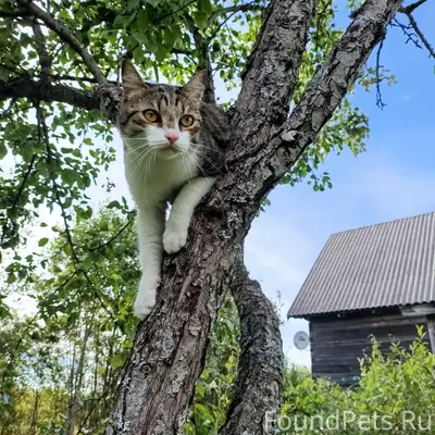 Пропал кот Хипс, деревня Новинка