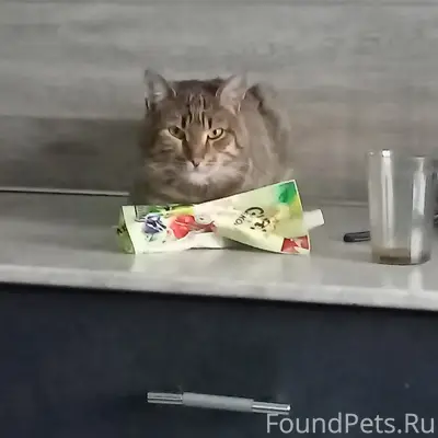 Пропал кот Тиша
