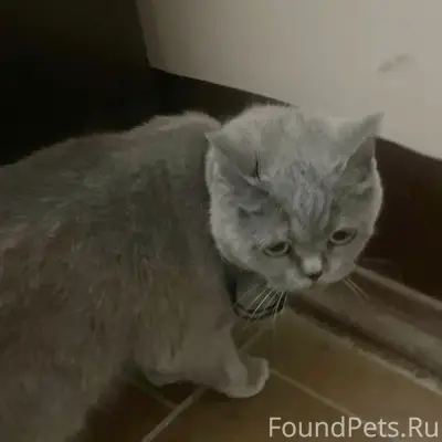Найдена кошка, Безыменского, 26