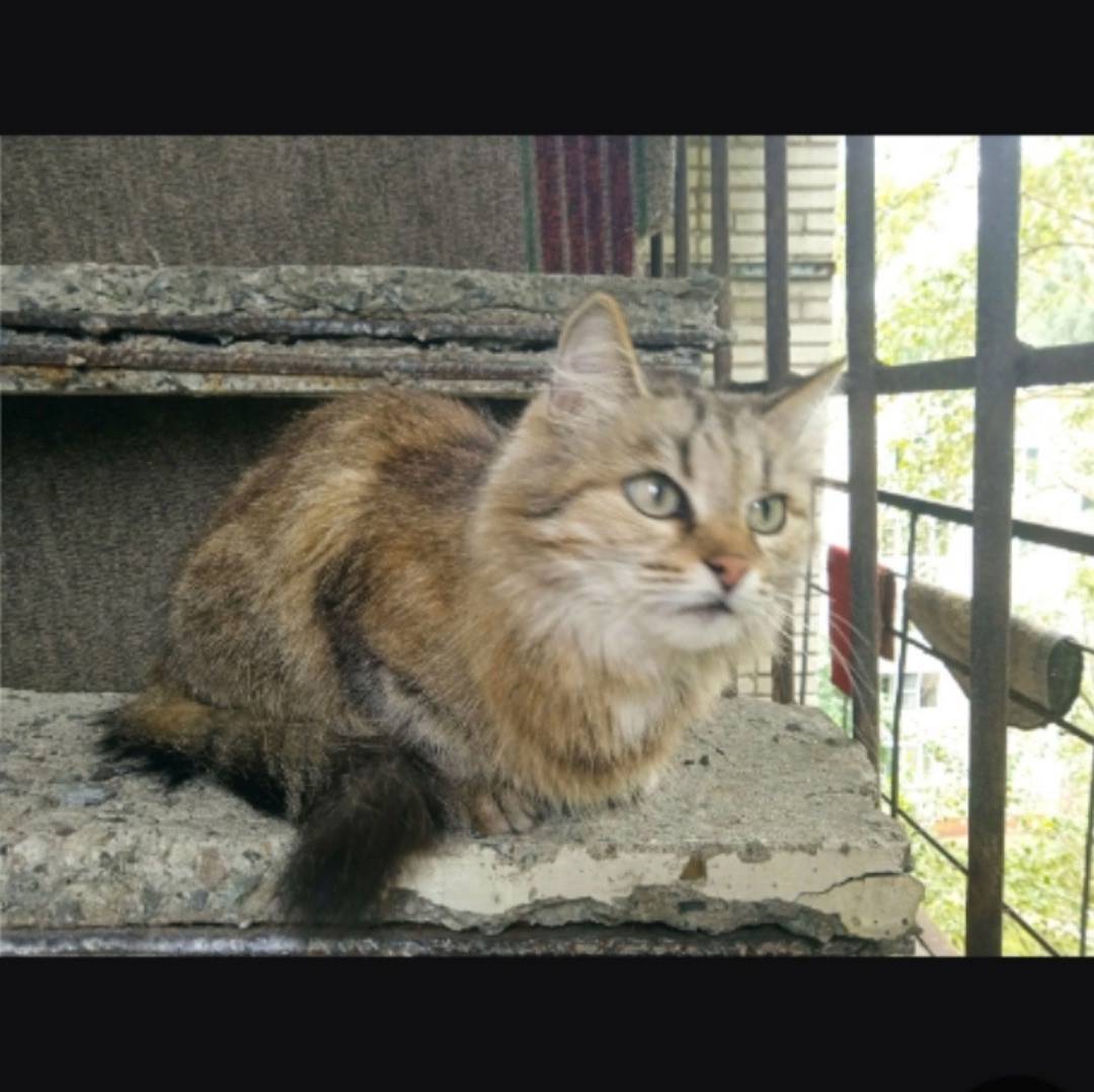 Найдена кошка, Ленина 53