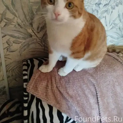 Пропал кот, прихрамывает на левую ногу, Решетиха