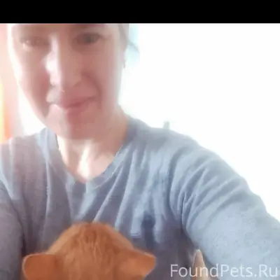 Пропал кот Рыжик, улицы Пушкина или Ломоносова