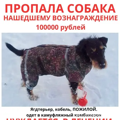 Пропал жесткошерстный ягдтерьер Макс, Москва