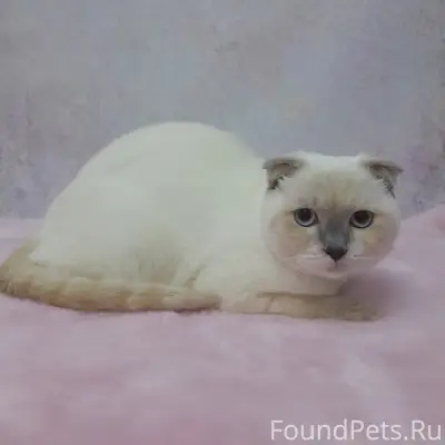 Пропала шотландская вислоухая кошка Софа, улица Мира