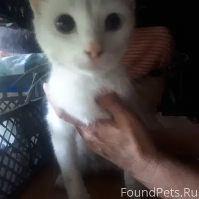 Найдена белая кошка, Симферополь