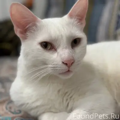 Пропал белый кот, Юнком
