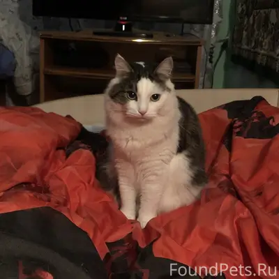 Пропал кот на залесном 