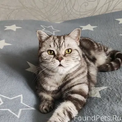 Пропала кошка, район Дзержинского