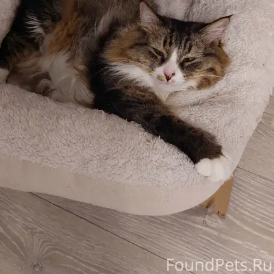 Пропала кошка Изюмка, Ижевск