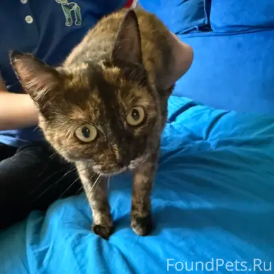 Найдена кошка, ищем хозяев