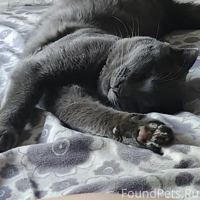 Пропал вислоухий кот Серый, 1 микрорайон