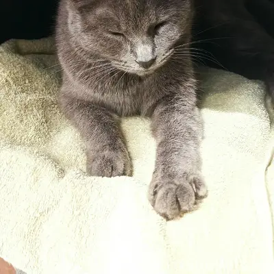 Найдена кошка, район Сельма холл