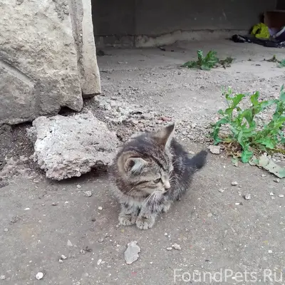Найден котёнок-девочка, подскажу где