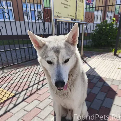Найден пёс, Сельма