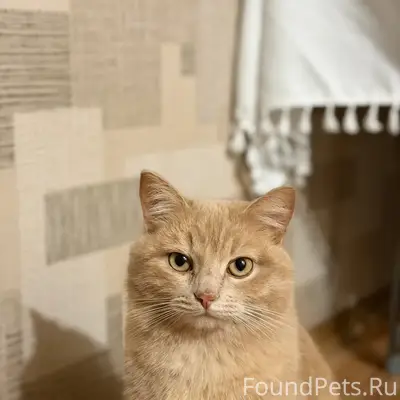 Пропал рыжий кот Персик, ул. Первомайская