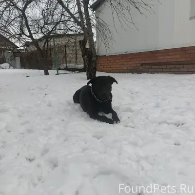 Пропал пёс