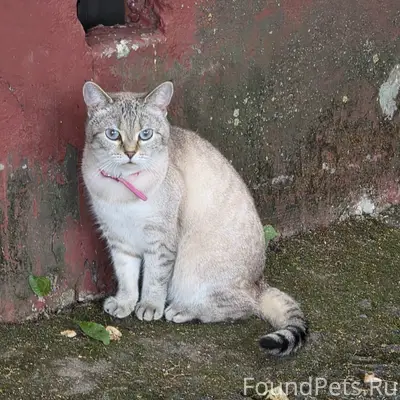 Найден котик в розовом ошейнике, улица Шавырина