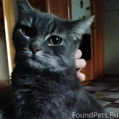 Пропала кошка Маруся, район север (Куликовка)