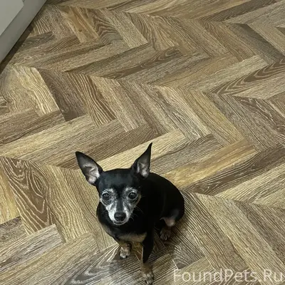 Пропал той-терьер Джаги