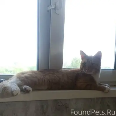 Пропал кот, район Заря