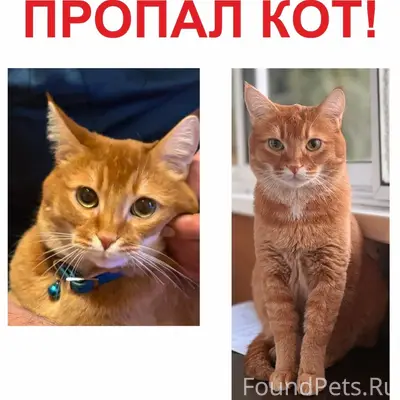 Найден кот, посёлок Южный