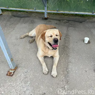 Пропали собаки, похожие на домашних, д. Добрино