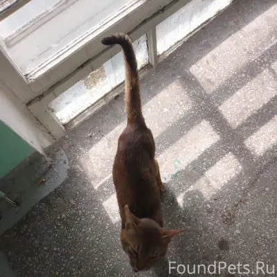 Найден кот, место не указано
