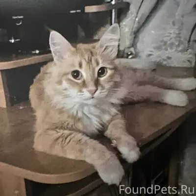 Пропал кот Рыжуля, район центра рынка