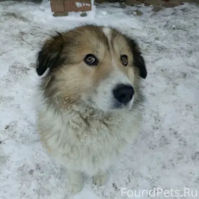 Пропала собака!