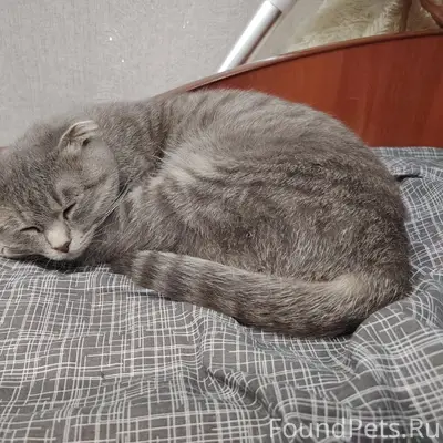 Пропала шотландская кошка Соня, ул. Наговицына