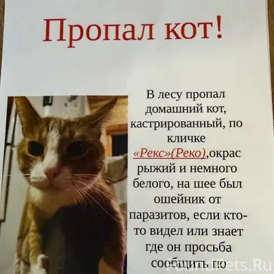Пропал домашний кот, лес возле Некрасовской дачи
