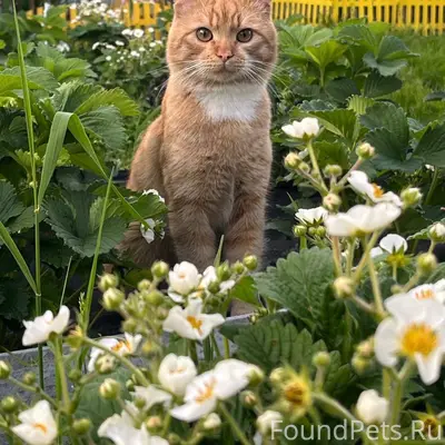 Пропал кот Коржик, улица Речная