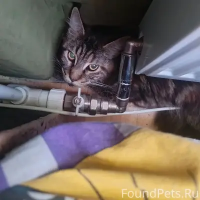 Найдена кошка Мейн Кун, ул. Русская