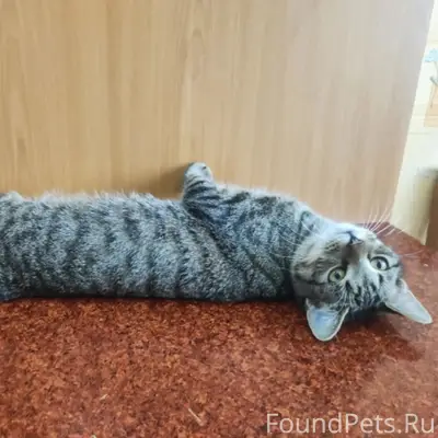 Пропал кот Федор, ул. Садовая, ул. Высокая