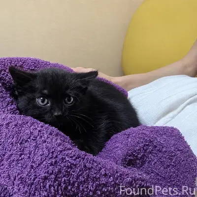 Найден котёнок, территория комплекса