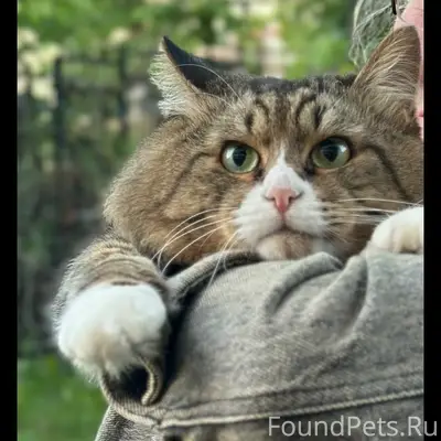 Пропал кот, ул. Летняя 34-А