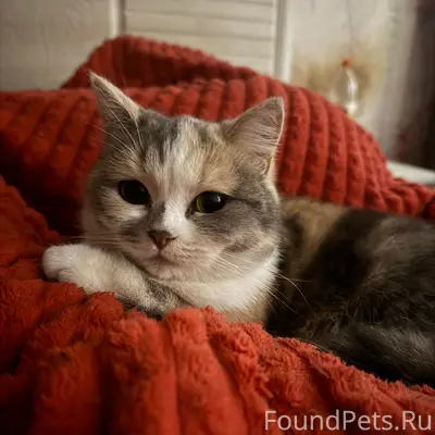 Пропала кошка, Комсомольская площадь