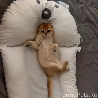 Пропала кошка Лина