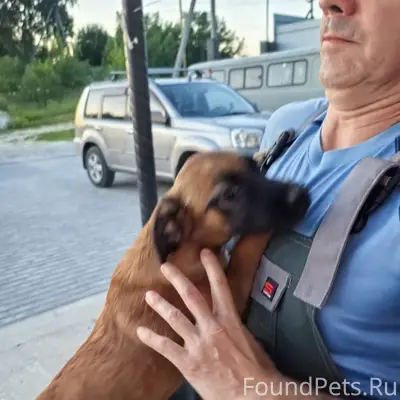 Найден щенок, возможно потерялась, на Суете