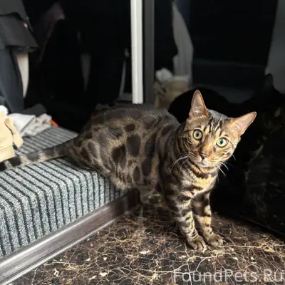 Пропал бенгальский кот Тайсон, Высокое, Молдовка