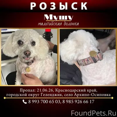 Пропала мальтийская болонка Мушу