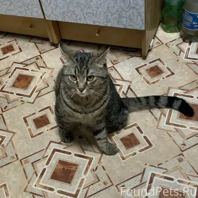Пропал котик Маркиз, район Победы