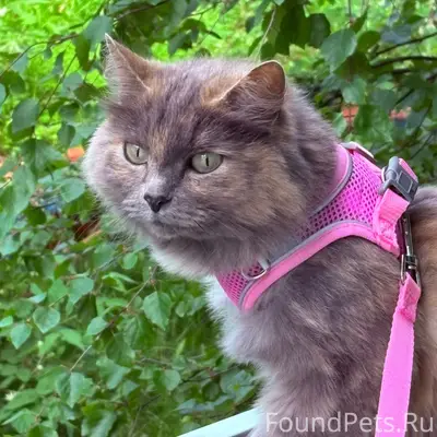 Пропала кошка Киса, Переулок Молодежный 11