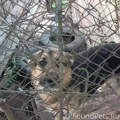 Пропала собака 