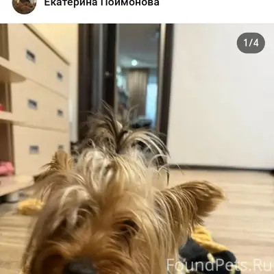 Найден тип собака, у магазина Бристоль, на Ильича