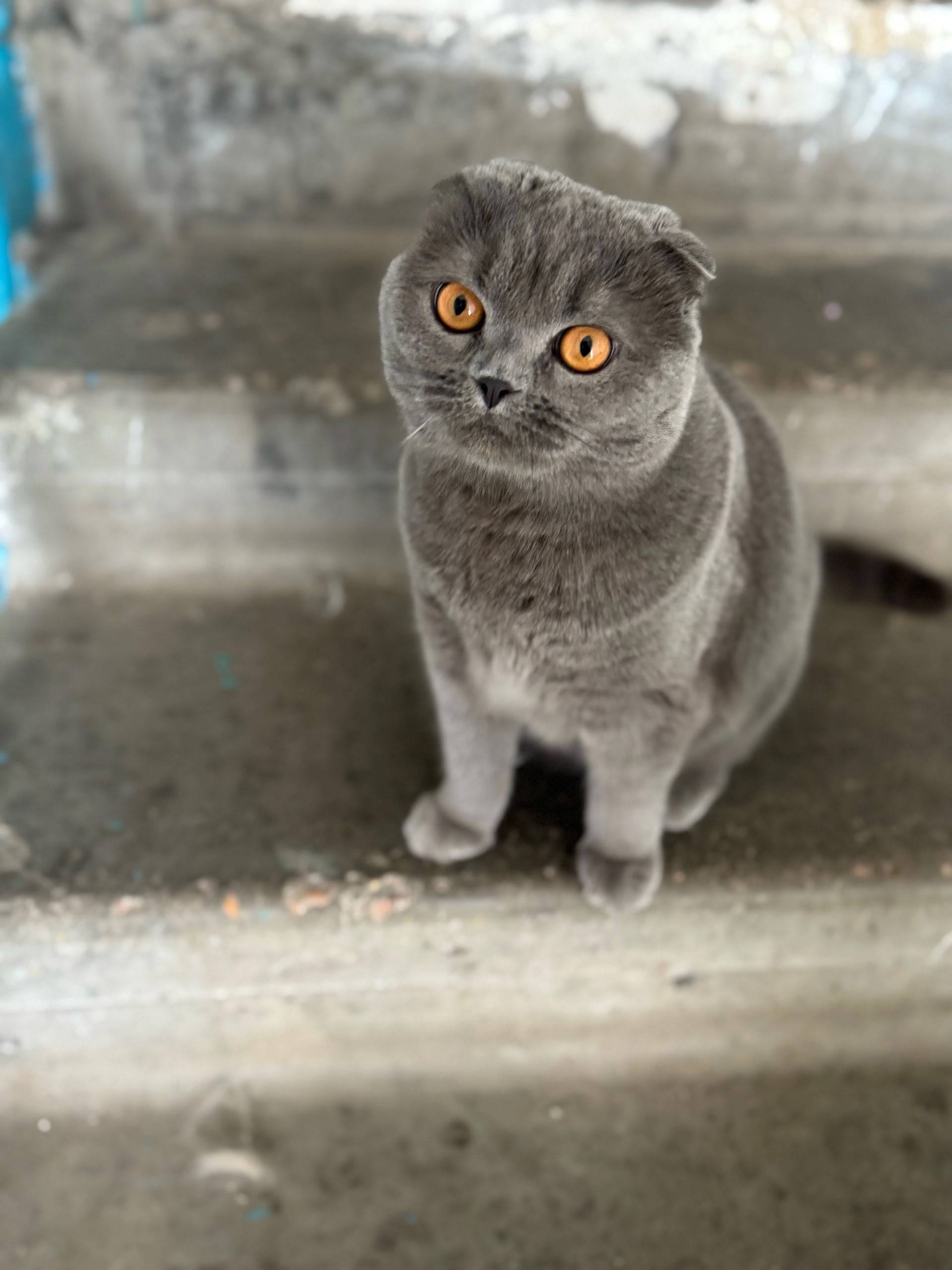 Найден шотландский вислоухий кот, Соц 88