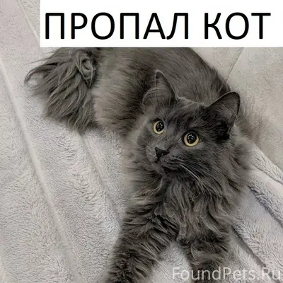 Пропал длинношёрстный кот, ул. 3 Интернационала