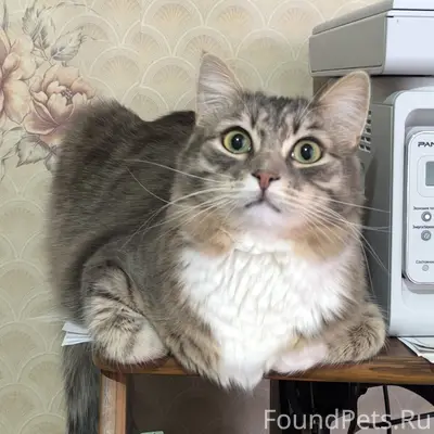 Пропал кот Кеша, район сома
